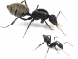 Preview: Camponotus fulvopilosus (silver)